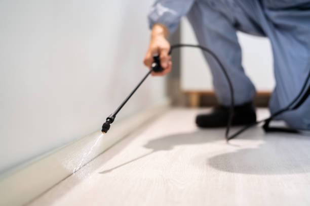 Certified termite inspector examining foundation in Bexley